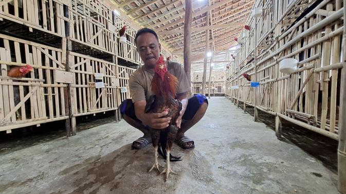 Cerita Kepala Desa di Lampung, Berawal dari Hobi Kini Sukses Beternak Ayam Pakoy