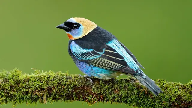 32 Burung yang Memiliki Warna Paling Indah di Dunia