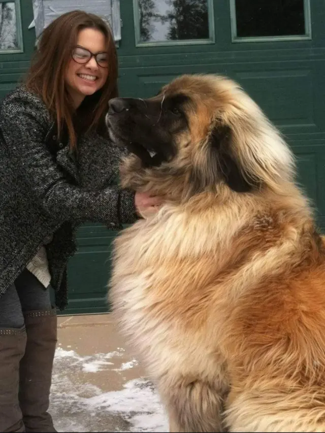 Menggemaskan tapi Bikin Melongo, 10 Anjing Ini Lebih Besar dari Tuannya