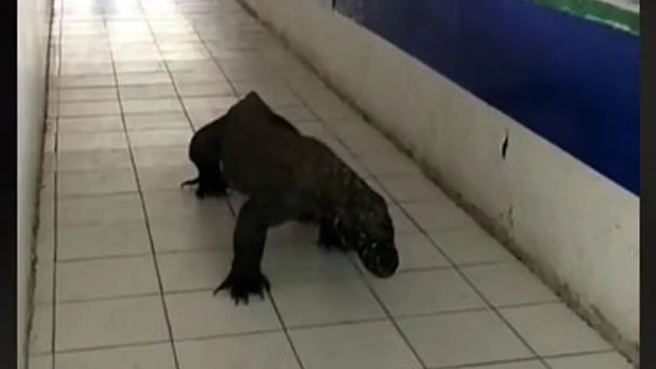 Pedagang Kaget Komodo Masuk ke Pasar Suvenir Labuan Bajo, Ternyaa Sudah Terjadi Berulang Kali