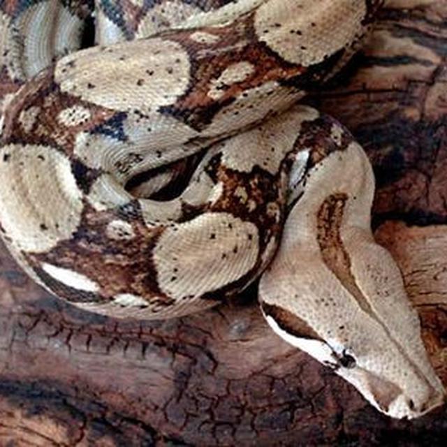 Ular Boa Kolombia Berekor Merah