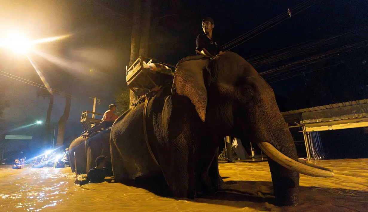 Sekitar 125 gajah bersama hewan lain dibawa ke tempat aman. (AP Photo/Wason Wanichakorn)