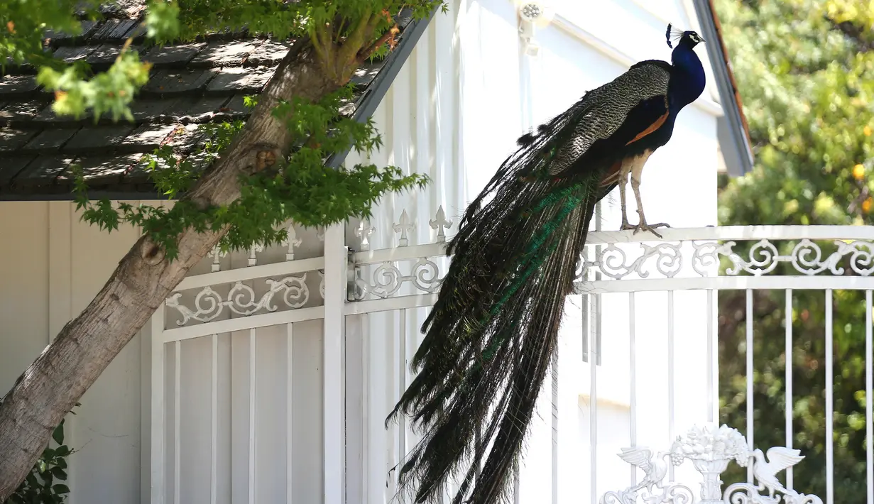Burung merak berdiri di gerbang jalan masuk rumah penduduk di Arcadia, California, Selasa (8/6/2021). Burung merak akhir-akhir ini menjadi gangguan bagi sebagian warga di wilayah tempat mereka berkeliaran bebas setelah program relokasi merak terhenti selama pandemi. (Mario Tama/Getty Images/AFP)