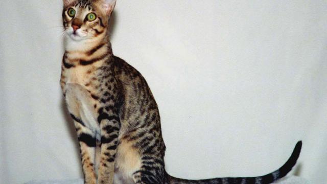 Serengeti Cat