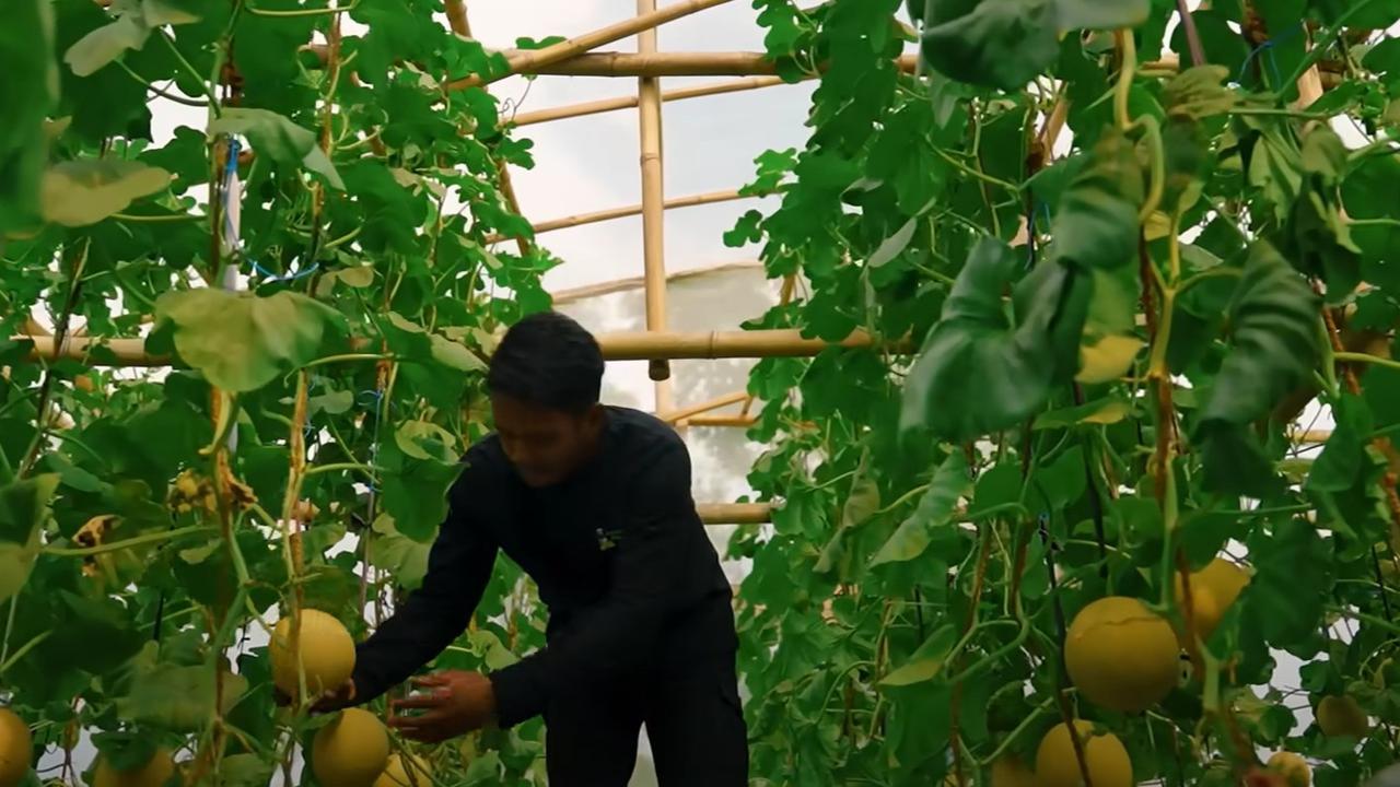 Kebun tani milik PNS, Umam