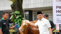 Kemenbud Kurban 23 Sapi Ras Bali dan Limosin Sambut Idul Adha, Kapan Dagingnya Dibagikan?