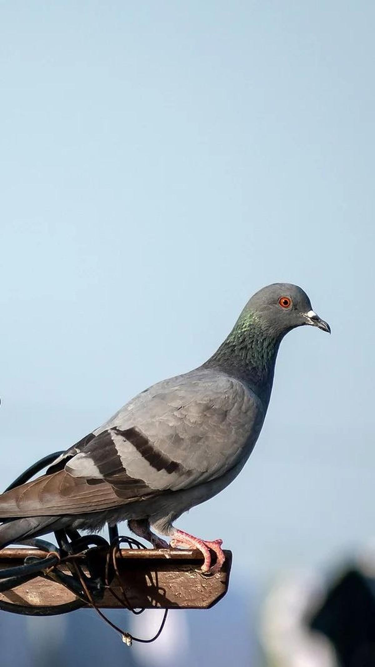 Keenam, Burung Merpati yang Juga Lambang Cinta