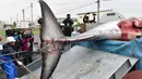 Paus Minke diturunkan dari sebuah truk di Kushiro, Prefektur Hokkaido, Jepang, Senin (1/7). Jepang memulai kembali perburuan paus komersil pertama kalinya dalam 33 tahun, setelah menarik diri dari Komisi Penangkapan Paus Internasional (IWC). (AFP Photo/Kazuhiro Nogi)