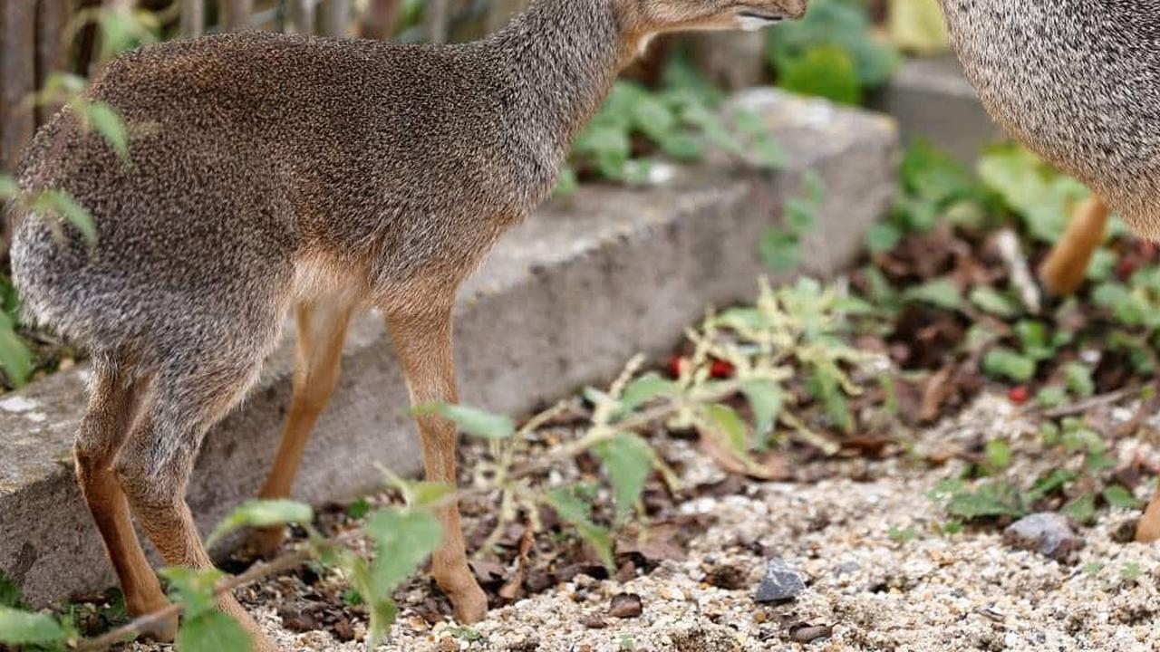 Dik-Dik