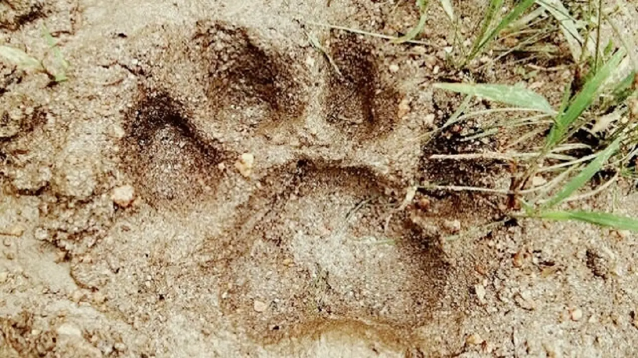 Harimau Sumatera