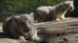 Satu dari dua bayi harimau Benggala ketika dipamerkan ke publik di kebun binatang San Jorge, Meksiko, 28 November 2017. Harimau Benggala hanya terdapat di habitat aslinya di India, Nepal, Bhutan, dan Bangladesh. (AFP PHOTO / HERIKA MARTINEZ)