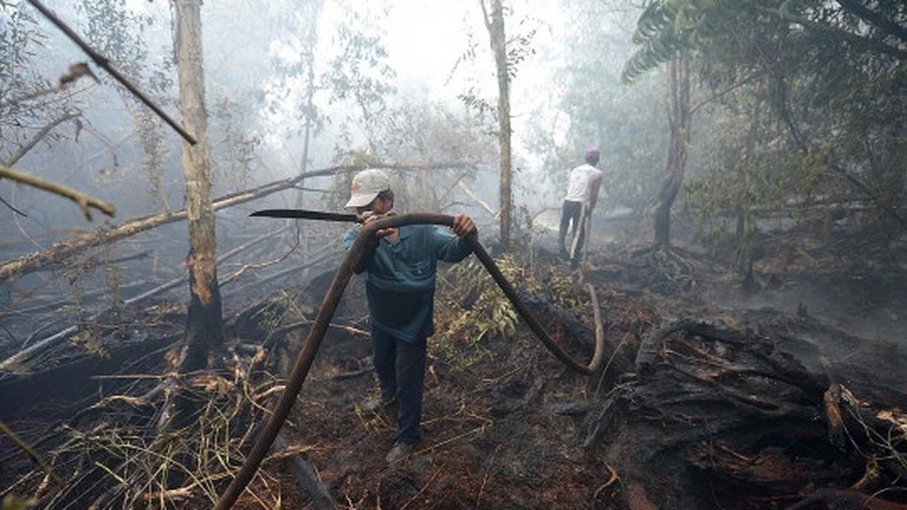 Kisah pekerja kebun kelapa sawit berjibaku padamkan kebakaran hutan