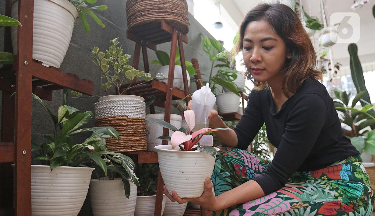 Tika Akmar (35) yang sehari-hari bekerja sebagai Brands Solutions Manager merawat koleksi tanamannya di kediamannya kawasan Jatiwaringin, Bekasi, Rabu (15/07/2020). Tika mengoleksi dan merawat beragam tanaman hias untuk mengisi waktu luang pada masa Pandemi COVID-19. (Liputan6.com/Herman Zakharia)