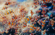 Ikan Badut, Dari “Nemo” yang Mendunia hingga Keunikan Biologi dan Tantangan Konservasi Terumbu Karang