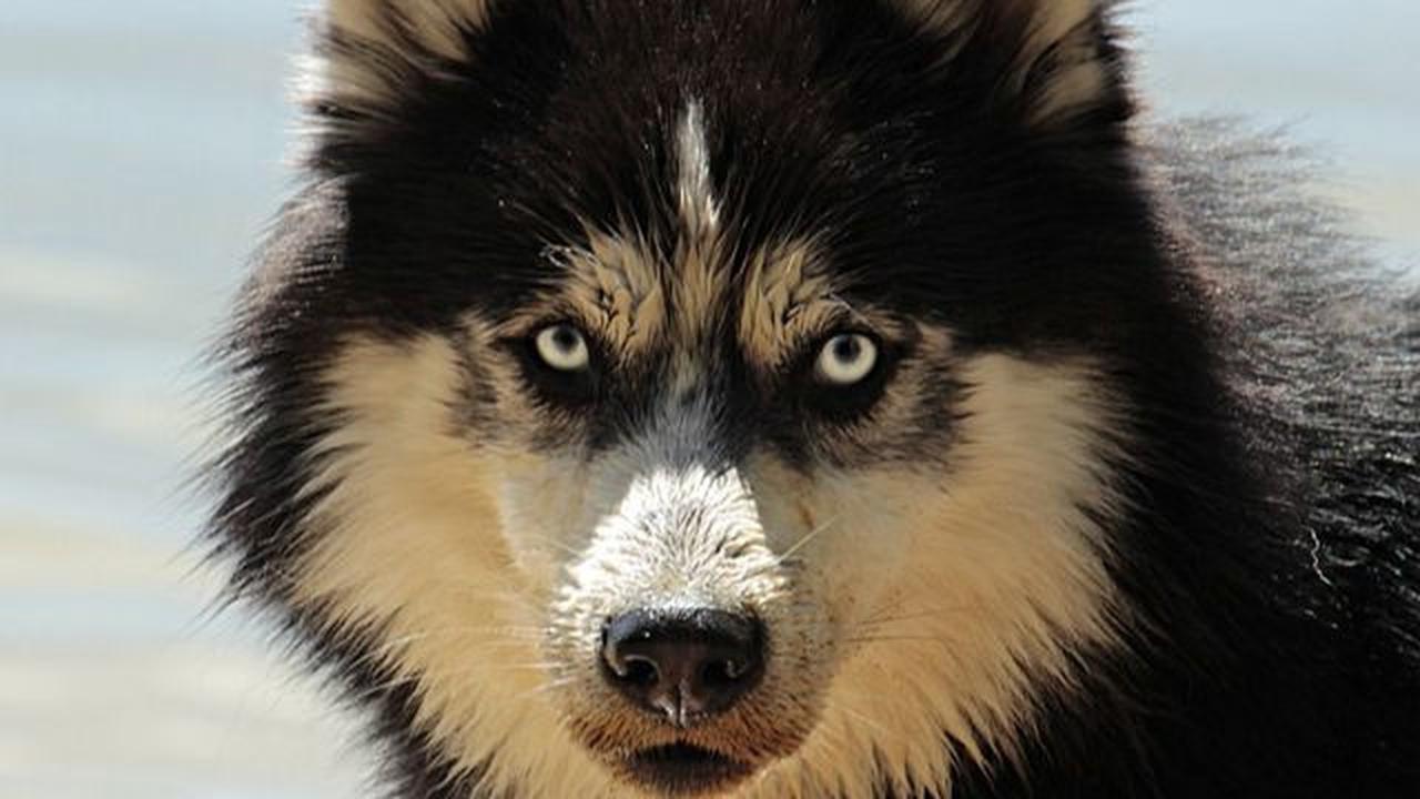 <b>3.&nbsp;Evolusi anjing dari serigala</b>