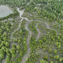 Indonesia Perkuat Rehabilitasi Mangrove Berbasis Ekologi
