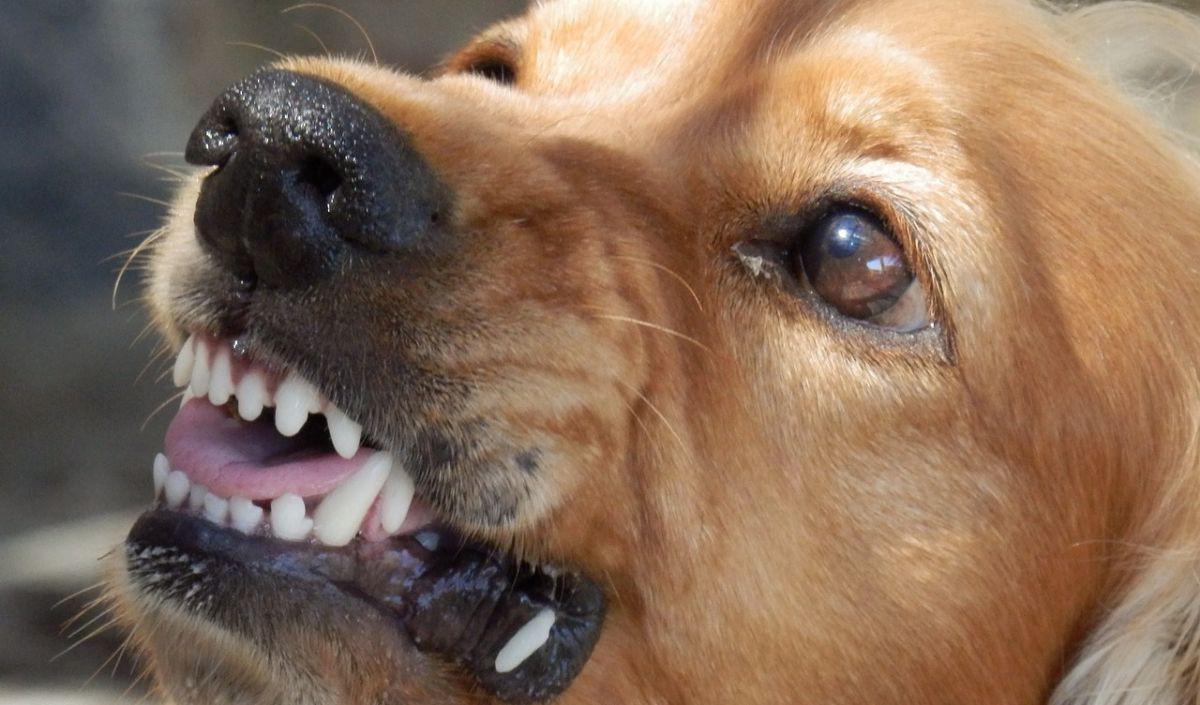 Cara Mencegah Hewan Terkena Rabies