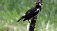 10 Makanan Burung Jalak Suren Sehat, Bikin Rajin Berkicau