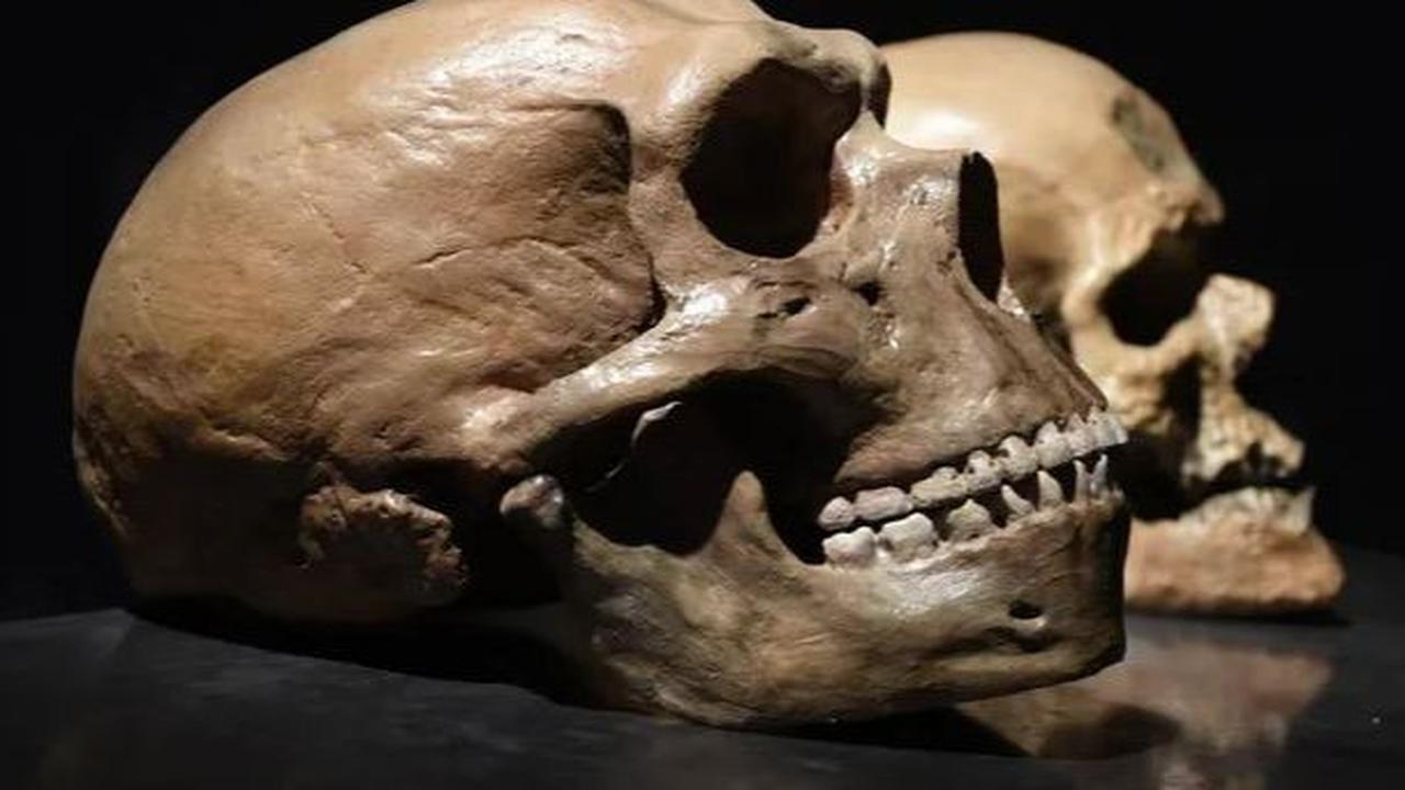Seperti semua manusia purba, kehidupan Neanderthal akan sangat sulit, sehingga membantu membentuk penampilan mereka.<br>