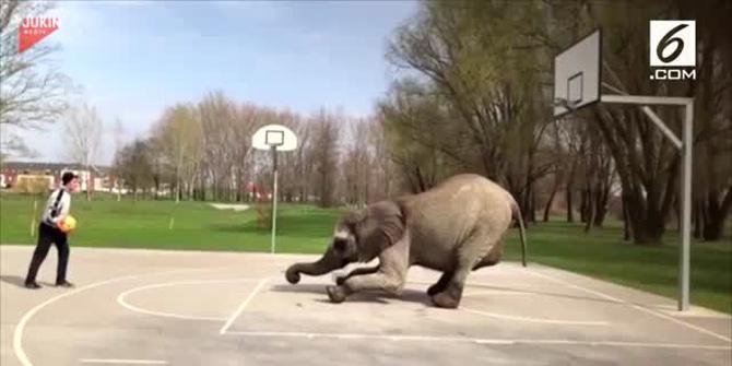 VIDEO: Aksi Gajah Bermain Basket