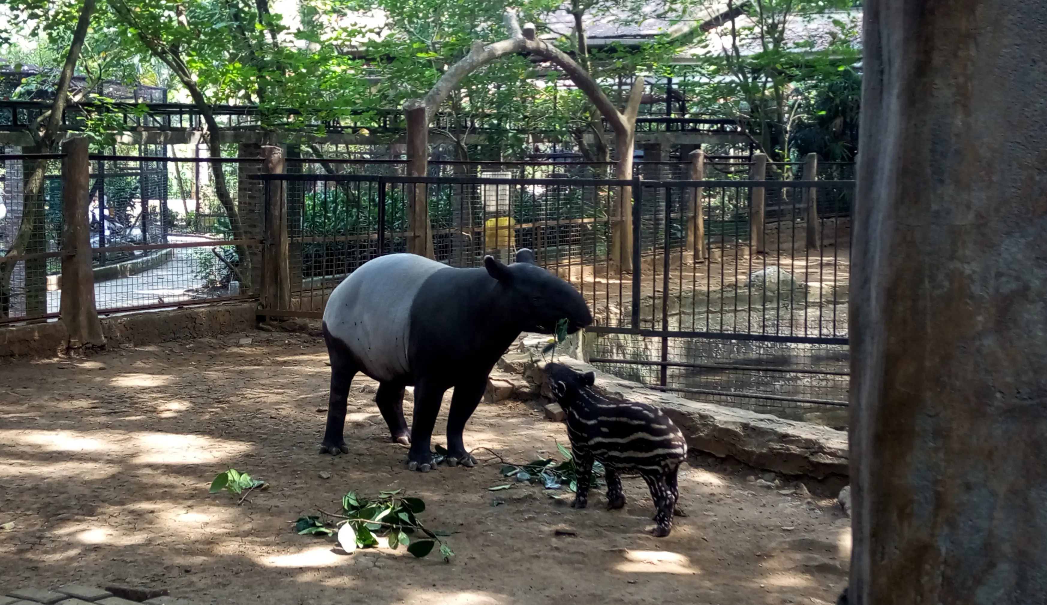 Bayi tapir berjenis kelamin jantan ini lahir pada 28 Juli 2017, di Kebun Binatang Bandung. (Liputan6.com/Huyogo Simbolon)