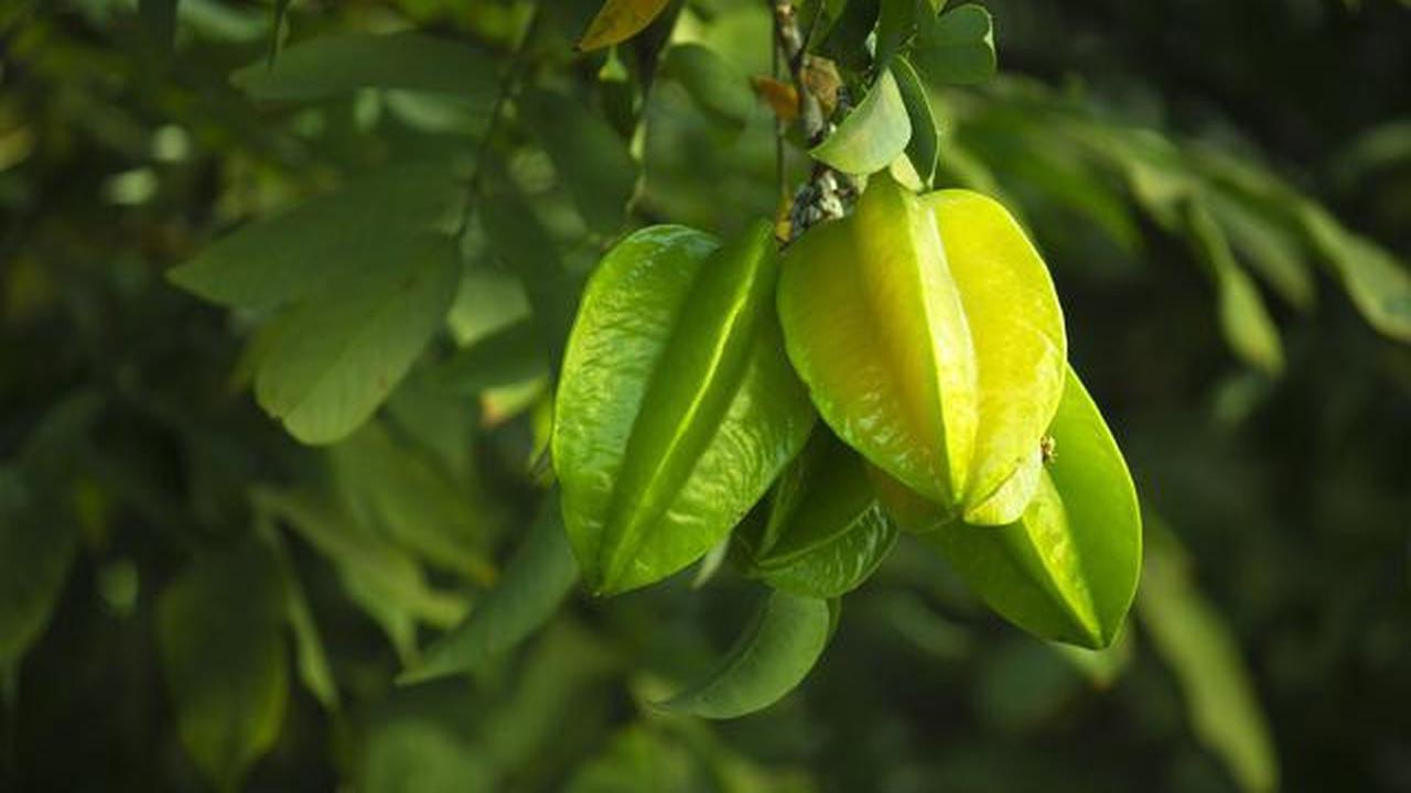 8 Jenis Pohon Buah Tahan Kemarau untuk Pekarangan Rumah, Tetap Panen di Musim Kering