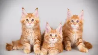 Kucing Maine Coon. (Credit: Shutterstock)