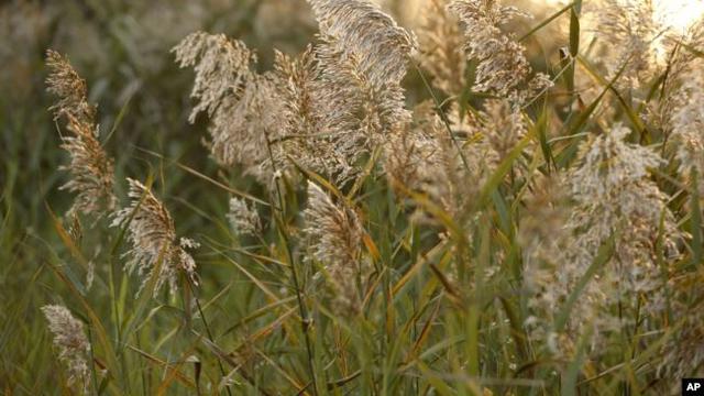 Rumput gelagah terbukti lebih efisien untuk membersihkan air limbah.