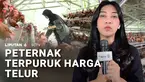 Sudah beberapa hari, harga telur anjlok. Angin segar bagi pembeli, namun ini jadi mimpi buruk bagi peternak karena mereka dibebani harga pakan ayam yang masih impor.