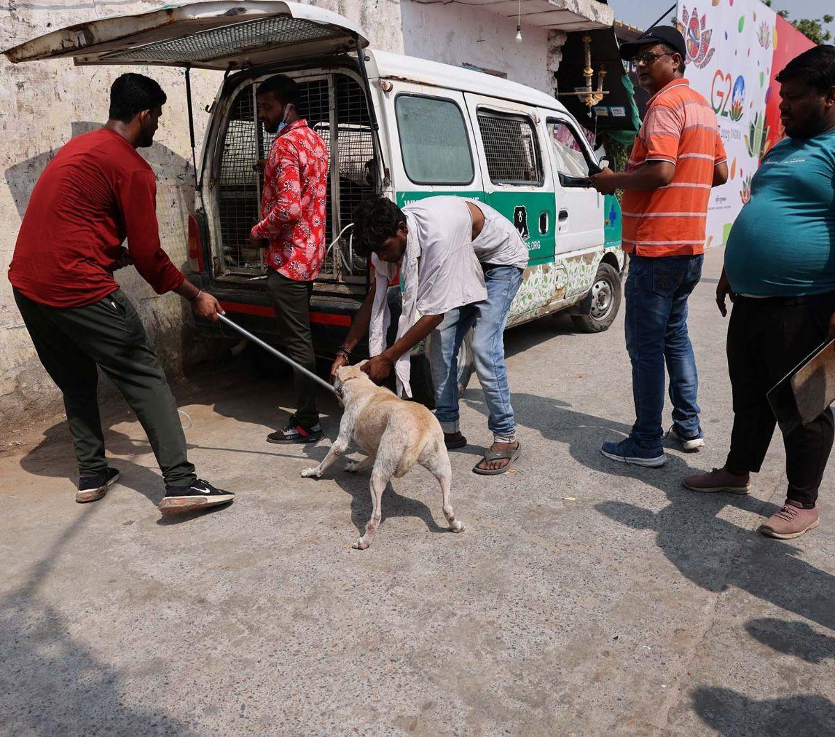 Ribuan anjing liar yang berkeliaran di jalan-jalan Ibu Kota New Delhi, India, ditangkap oleh pihak berwenang dan dipindahkan ke tempat penampungan menjelang KTT G20 akhir pekan ini.