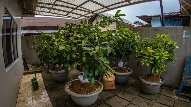 Tabulampot Jambu Kristal untuk Teras Berkanopi
