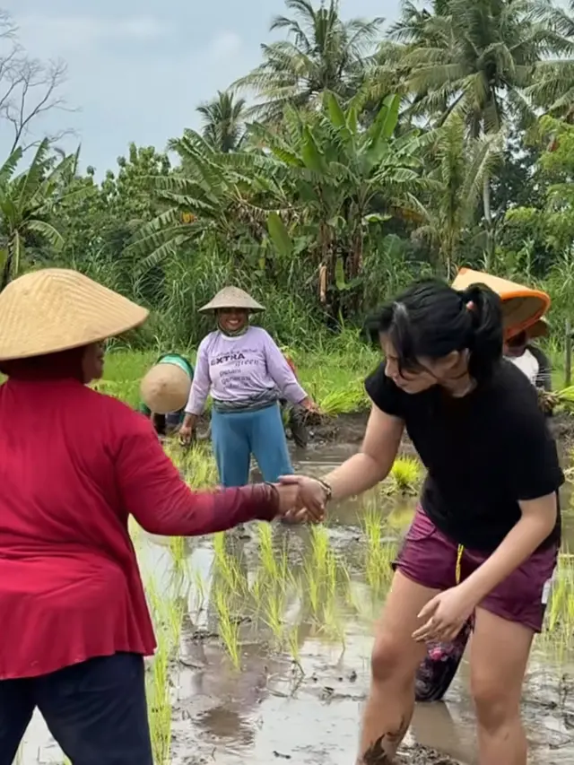 Potret Keseruan Sintya Marisca Tanam Padi di Sawah