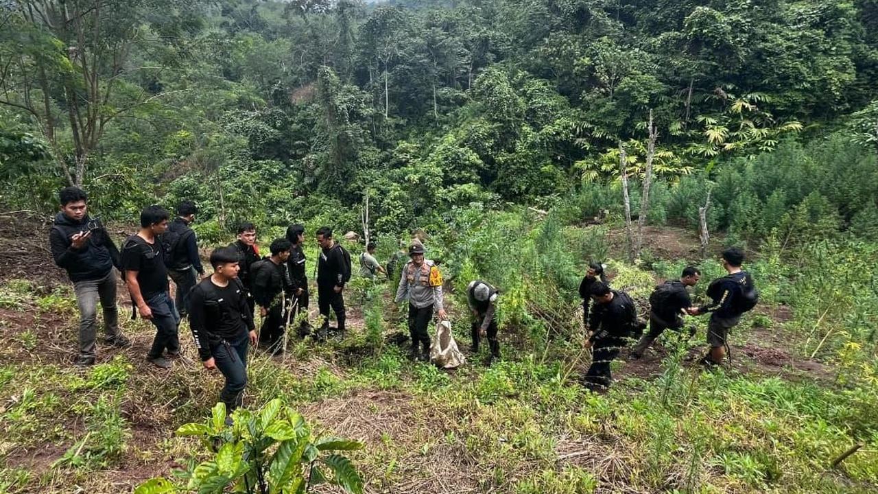 FOTO: Polda Sumsel Bongkar Ladang Ganja 20 Hektar di Empat Lawang