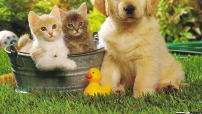 Tinggal vs Ajak Peliharaan Berlibur, Kamu Tim yang Mana?