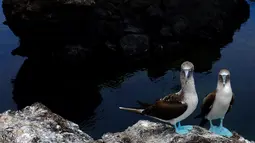 Sepasang burung pelagis berkaki biru terilhat di pulau Isabela di Taman Nasional Galapagos, Ekuador, 11 Oktober 2016. Ternyata bukan hanya kaki biru saja yang mengesankan, tapi burung ini juga pandai menari. (Reuters/Nacho Doce)