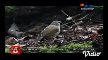 Keindahan alam Banyuwangi tak hanya menyuguhkan lahan hijau dengan ragam jenis tanaman, melainkan pula dengan sejumlah binatang istimewa yang menjadi daya tarik tersendiri bagi siapa yang mengunjungi. Salah satunya adalah burung liar langka.