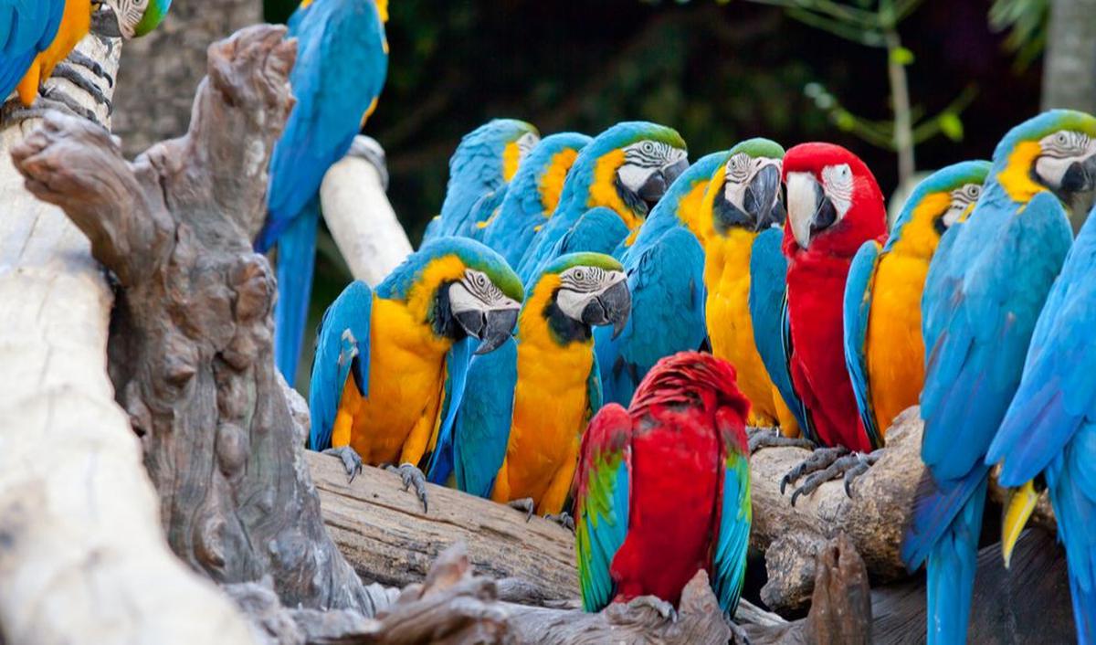 Bali Bird Park