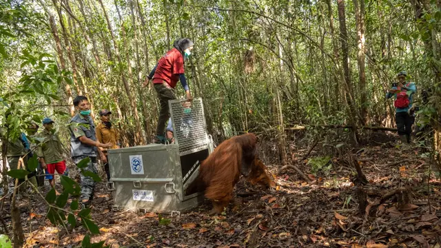 Orangutan mencari makan ke kebun warga karena mereka tidak punya pilihan lagi akibat rumahnya yang musnah. (Foto: IAR Indonesia untuk Aceng Mukaram/Liputan6.com)