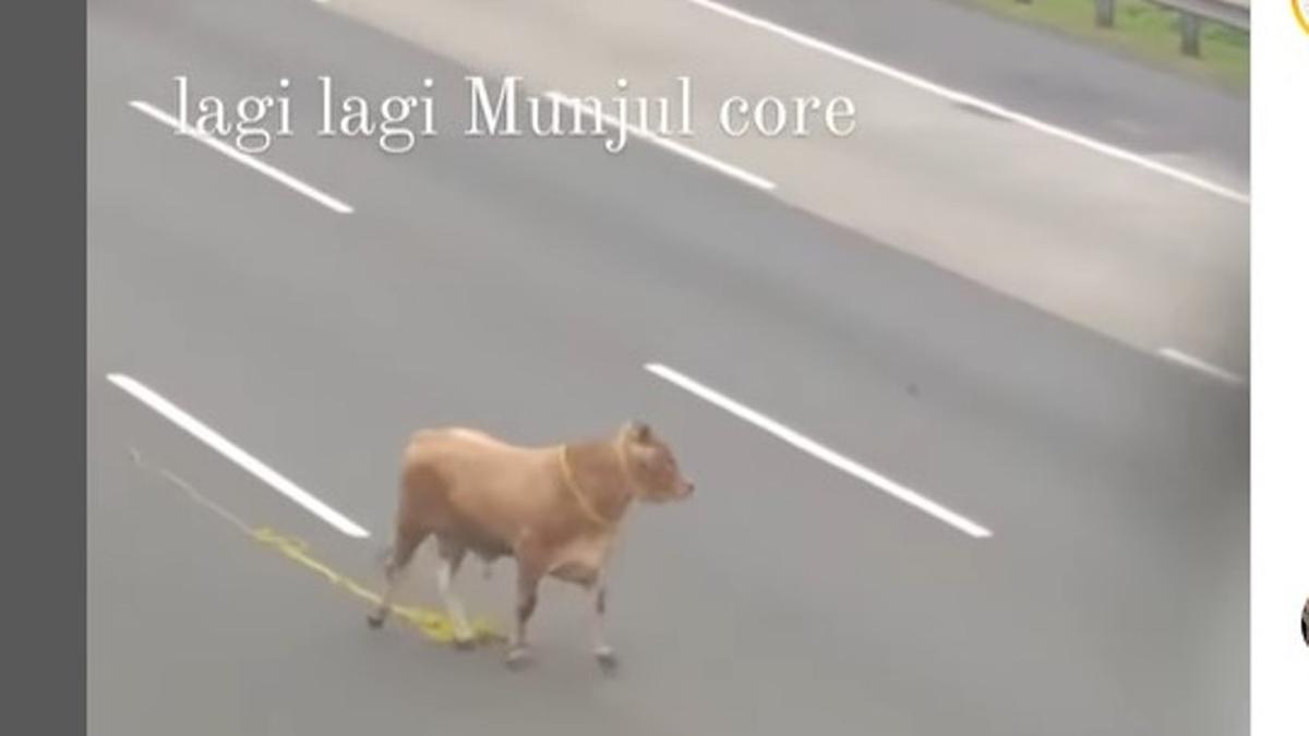 Sapi Kurban Lepas di Tol Jagorawi Jelang Iduladha, Disebut Mau Cari ...