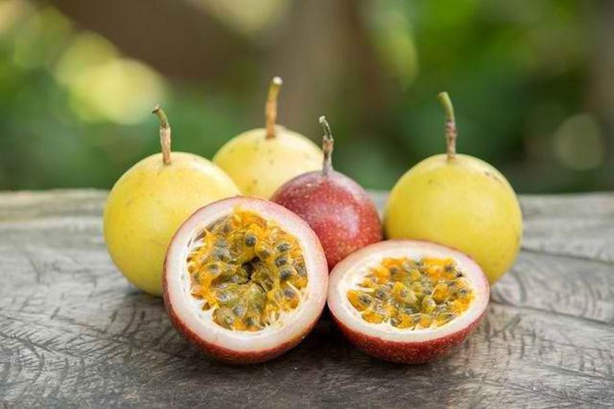 7 Jenis Pohon Buah yang Tidak Ada Ulatnya, Aman Ditanam di Rumah