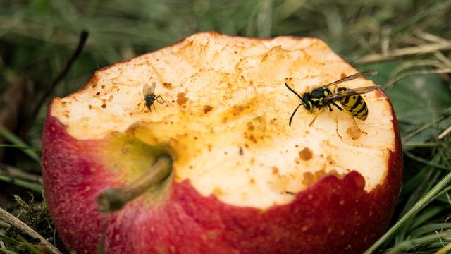 Ilustrasi buah busuk