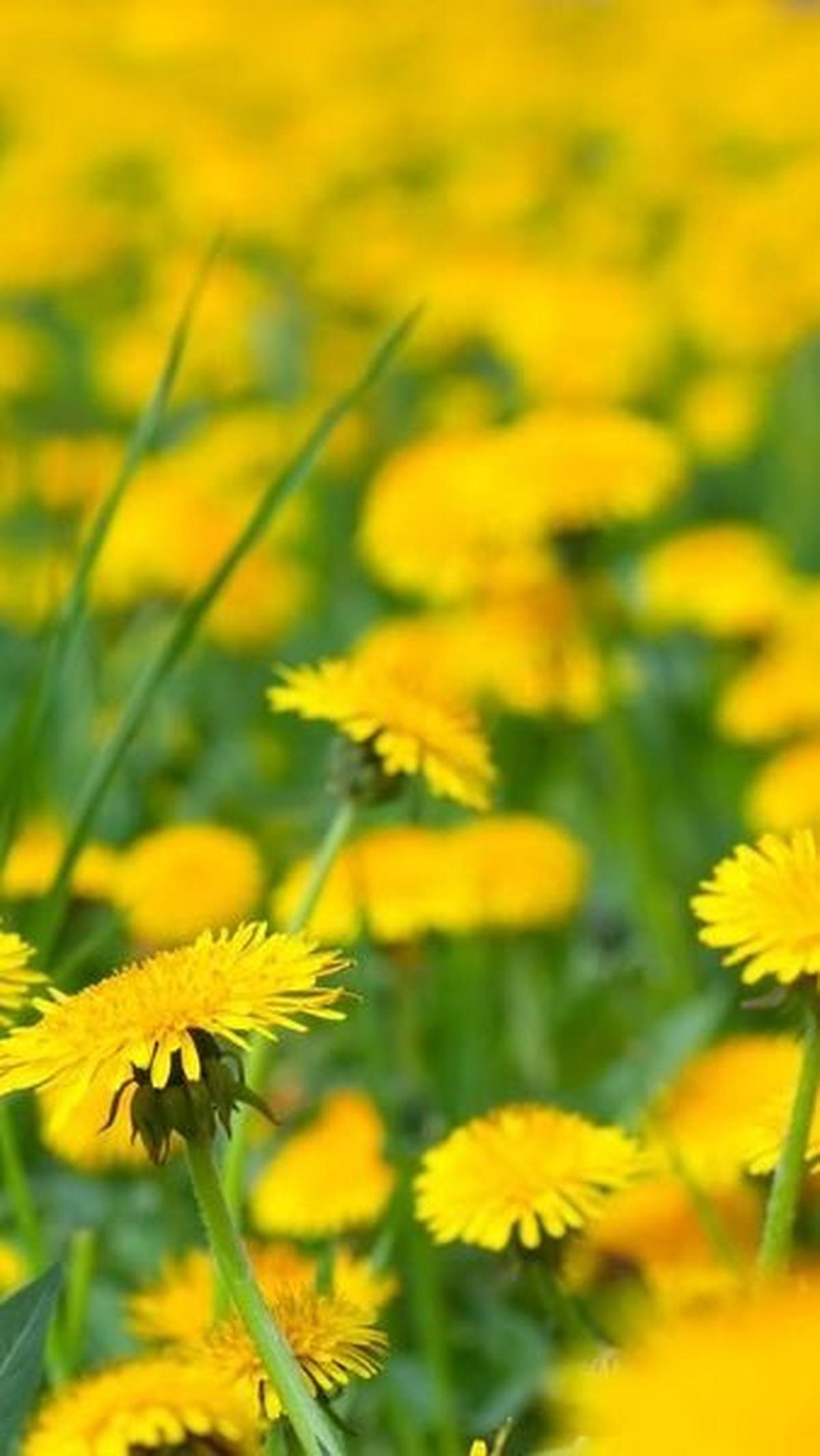Dandelion mungkin terlihat seperti tanaman biasa di halaman belakang, tetapi khasiatnya yang luar biasa menjadikannya salah satu tanaman obat yang patut diperhitungkan.&nbsp;
