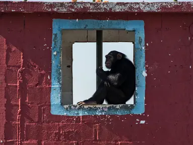 Seekor simpanse duduk dipinggir jendela di tempat perlindungan di Great Apes Project (GAP), Socoraba, Brasil (28/7). Tempat ini merupakan pusat rehabilitasi untuk simpanse yang sebelumnya berada di kebun binatang. (AFP Photo/Nelson Almeida)
