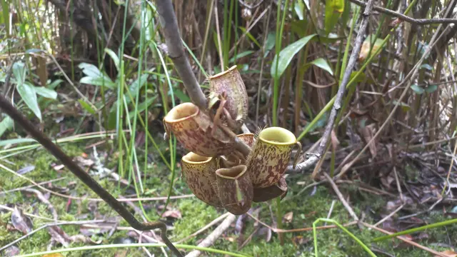 Kantong Semar