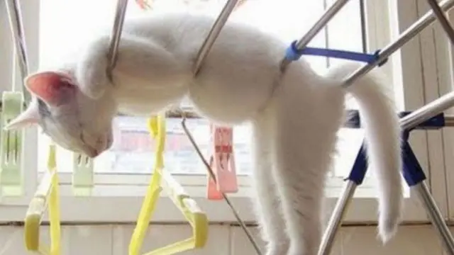 7 Potret Nyeleneh Pose Kucing saat Tidur Ini Bikin Geleng Kepala