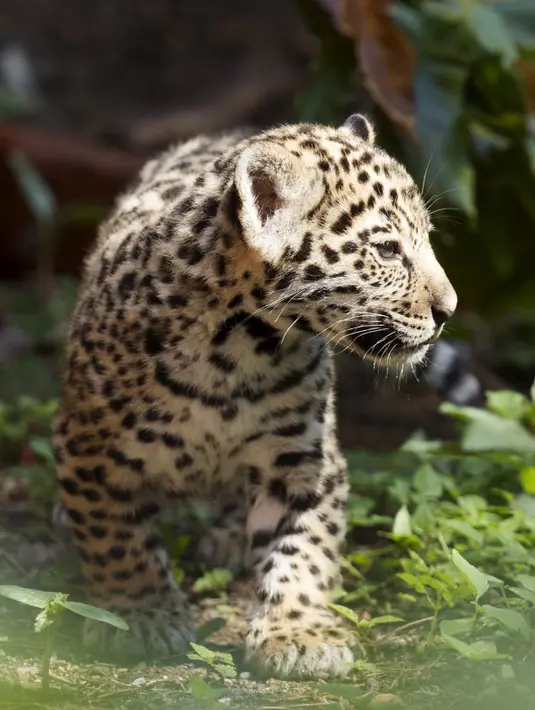 Seekor bayi  macan tutul bermain di Kebun Binatang Quito di Guaylabamba, Ekuador, Minggu (8/11/2015).  Dua bayi macan tutul lahir pada bulan september lalu di Kebun Binatang Quito. (REUTERS/Guillermo Granja)