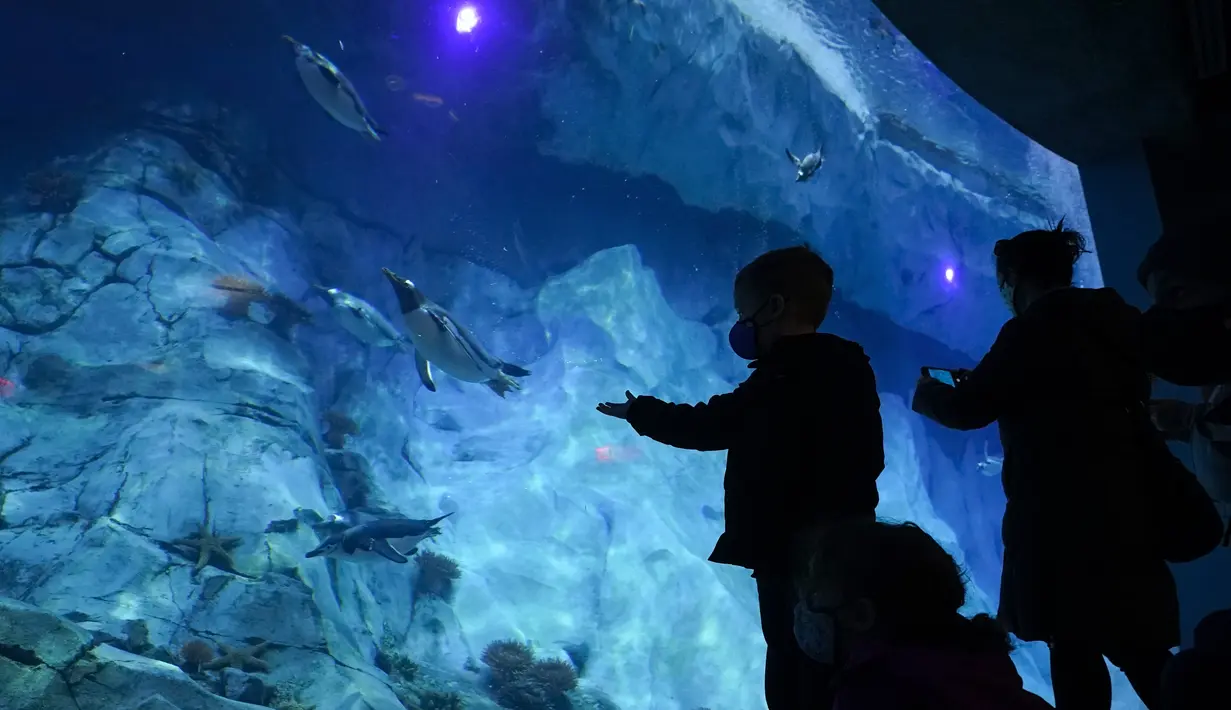 Pengunjung menyaksikan penguin Gentoo di Pusat Konservasi Penguin Polk di Kebun Binatang Detroit, 16 Februari 2022. Pusat Konservasi Penguin Terbesar di Kebun Binatang Detroit telah dibuka kembali lebih dari dua tahun setelah ditutup untuk memperbaiki waterproofing yang rusak. (AP Photo/Paul Sancya)