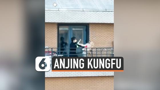 VIDEO: Begini Jadinya jika Anjing Berlatih Kungfu