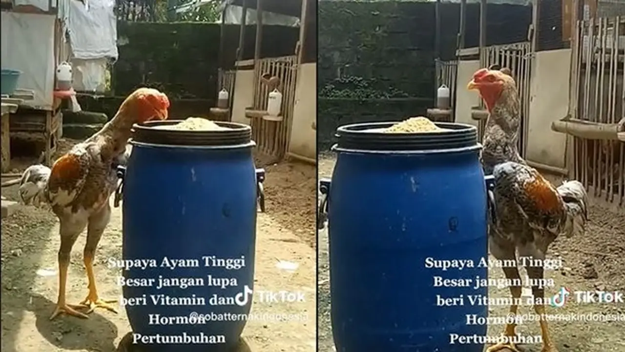 Ayam Ini Punya Kaki Tinggi yang Bikin Orang Takjub, Peternak Bocorkan Makanannya
