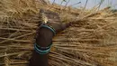 Seorang wanita petani India membawa tanaman gandum setelah panen di desa Ganeshpur, di distrik Sonbhadra di negara bagian Uttar Pradesh, India, Minggu (11/4/2021).  India kemungkinan akan memanen rekor 109,24 juta ton gandum tahun ini, kata kementerian pertanian. (AP Photo/Rajesh Kumar Singh)